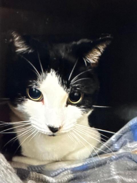 A gorgeous black and white, short-haired cat with big, beautiful yellow eyes. His cute markings give him a darling black nose and lower lip, as if he just kissed an ink blotter. 