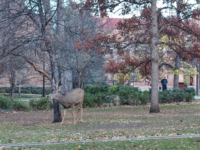 A deer buck on the main quad at CU Boulder