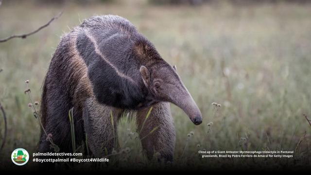 Celebrate #SouthAmerica's most gentle and unusual animal this #GiantAnteaterDay! Found in grasslands of South America they are #endangered by severe #deforestation and fires in the #Amazon. #BoycottPalmOil #Boycott4Wildlife, protect them! @palmoildetect https://palmoildetectives.com/2021/09/18/giant-anteater-myrmecophaga-tridactyla/?utm_source=mastodon&utm_medium=Palm+Oil+Detectives&utm_campaign=publer
