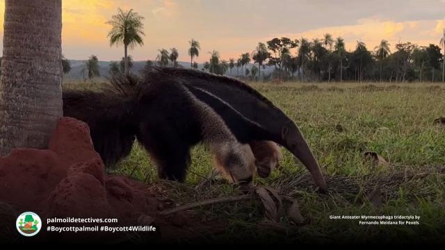 Celebrate #SouthAmerica's most gentle and unusual animal this #GiantAnteaterDay! Found in grasslands of South America they are #endangered by severe #deforestation and fires in the #Amazon. #BoycottPalmOil #Boycott4Wildlife, protect them! @palmoildetect https://palmoildetectives.com/2021/09/18/giant-anteater-myrmecophaga-tridactyla/?utm_source=mastodon&utm_medium=Palm+Oil+Detectives&utm_campaign=publer
