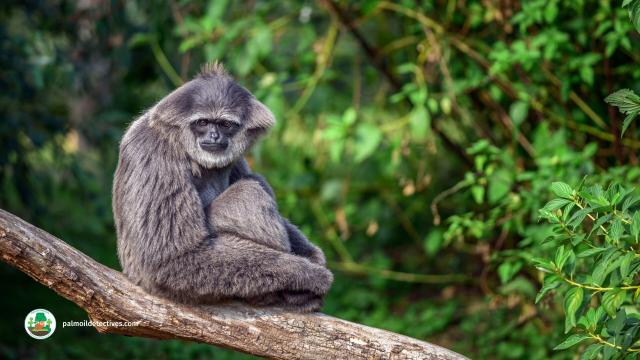 The Silvery #Gibbon 🩶🐒🐵 of genus 'Hylobates' meaning ‘Forest Walker’. They sing to each other in 'local' accents and do thrilling acrobatics 🤸‍♂️ They are #endangered, help them to survive! #BoycottPalmOil #Boycott4Wildlife 🌴🔥⛔️ @palmoildetect https://palmoildetectives.com/2021/02/06/silvery-gibbon-hylobates-moloch/?utm_source=mastodon&utm_medium=Palm+Oil+Detectives&utm_campaign=publer 