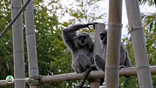 The Silvery #Gibbon 🩶🐒🐵 of genus 'Hylobates' meaning ‘Forest Walker’. They sing to each other in 'local' accents and do thrilling acrobatics 🤸‍♂️ They are #endangered, help them to survive! #BoycottPalmOil #Boycott4Wildlife 🌴🔥⛔️ @palmoildetect.bsky.social https://palmoildetectives.com/2021/02/06/silvery-gibbon-hylobates-moloch/?utm_source=mastodon&utm_medium=Palm+Oil+Detectives&utm_campaign=publer 