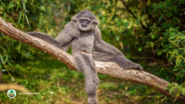 The Silvery #Gibbon 🩶🐒🐵 of genus 'Hylobates' meaning ‘Forest Walker’. They sing to each other in 'local' accents and do thrilling acrobatics 🤸‍♂️ They are #endangered, help them to survive! #BoycottPalmOil #Boycott4Wildlife 🌴🔥⛔️ @palmoildetect.bsky.social https://palmoildetectives.com/2021/02/06/silvery-gibbon-hylobates-moloch/?utm_source=mastodon&utm_medium=Palm+Oil+Detectives&utm_campaign=publer 