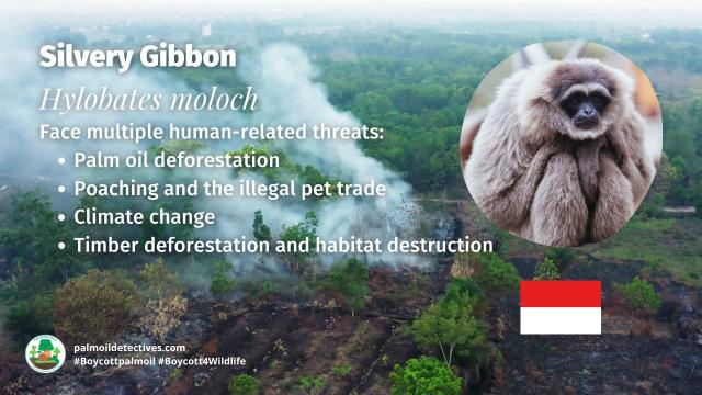 The Silvery #Gibbon 🩶🐒🐵 of genus 'Hylobates' meaning ‘Forest Walker’. They sing to each other in 'local' accents and do thrilling acrobatics 🤸‍♂️ They are #endangered, help them to survive! #BoycottPalmOil #Boycott4Wildlife 🌴🔥⛔️ @palmoildetect.bsky.social https://palmoildetectives.com/2021/02/06/silvery-gibbon-hylobates-moloch/?utm_source=mastodon&utm_medium=Palm+Oil+Detectives&utm_campaign=publer 