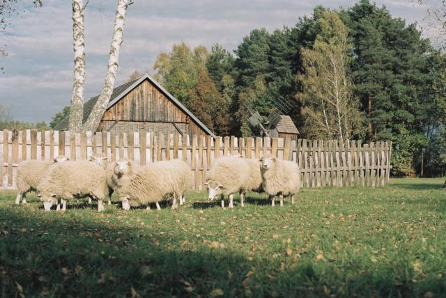 A flock of sheep in the distance, some of them looking straight into the camera, with a fence, trees, and an old mill in the background.