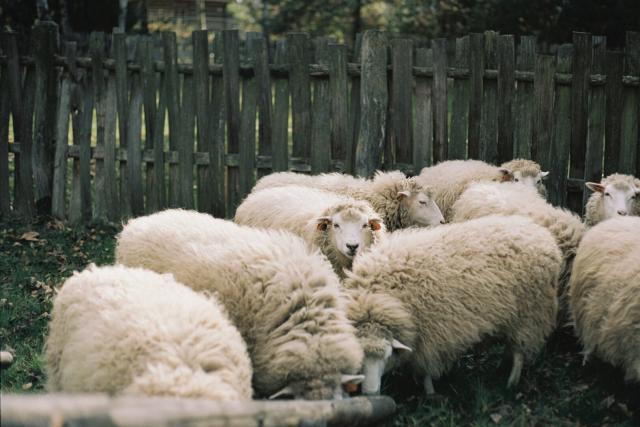 A flock of sheep, one looking straight at the camera, with a fence behind and in front of them.