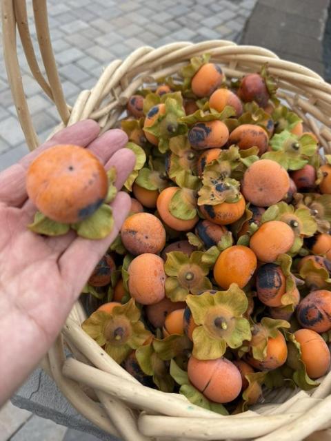 Many tiny persimmons in a big basket. A woman's hand is holding one for a scale. It's about two inches in diameter. 