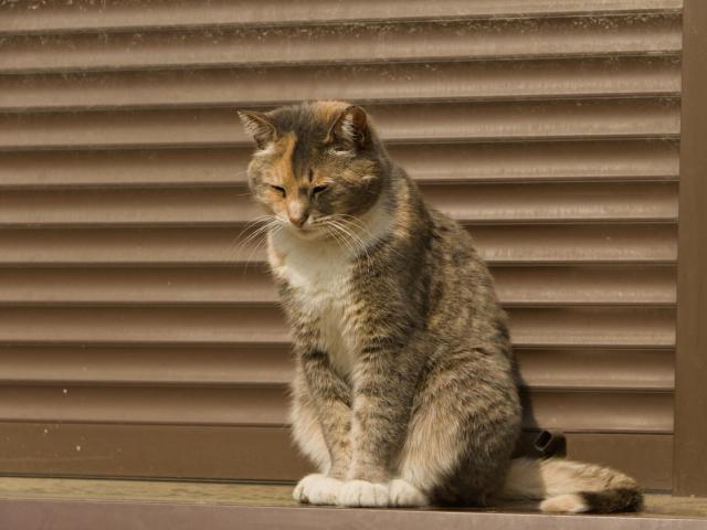 The image captures a moment of tranquility featuring an adult cat with hues of brown, black, and white. It is sitting upright on what appears to be the edge of a window sill or ledge made of metal. The feline's closed eyes suggest it may be enjoying a peaceful nap in the sunlight. Its body language exudes comfort and contentment.

The backdrop consists of horizontal slats that resemble those found behind windows, painted in shades of brown which complement the cat's fur colors. There is no discernible movement or other subjects within this frame; thus, all attention is directed at the resting feline. The absence of any text, distinctive markings on the window sill, and notable objects keeps the focus solely on the serene scene with the tabby cat as its centerpiece.
