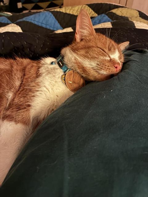 A sleeping orange and white cat rests its head on a green duvet, wearing a collar with a tag. The background features a quilted blanket with blue and green patterns.