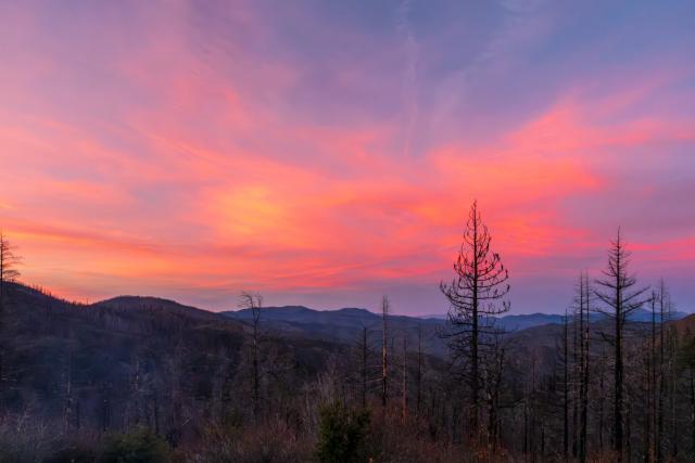 Pink sunset clouds over burned trees. [Fuji X-T5 / Fuji 23 1.4]