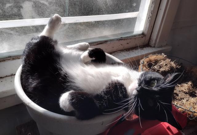 Sweep, the tuxedo cat, is basking in the sunlight on her back in a dirt-filled flower pot. She's got one leg kicked leisurely up against the window, and she's turning to look at the camera.