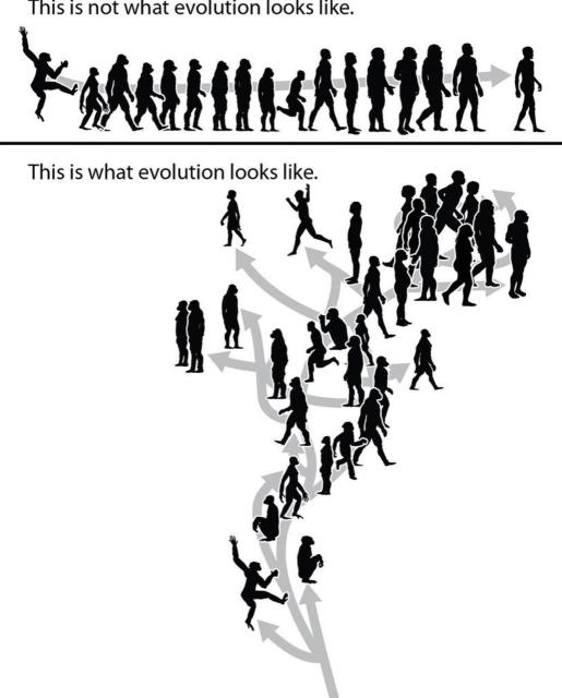 Evolution is not a linear process. Image: T. Michael Keesey