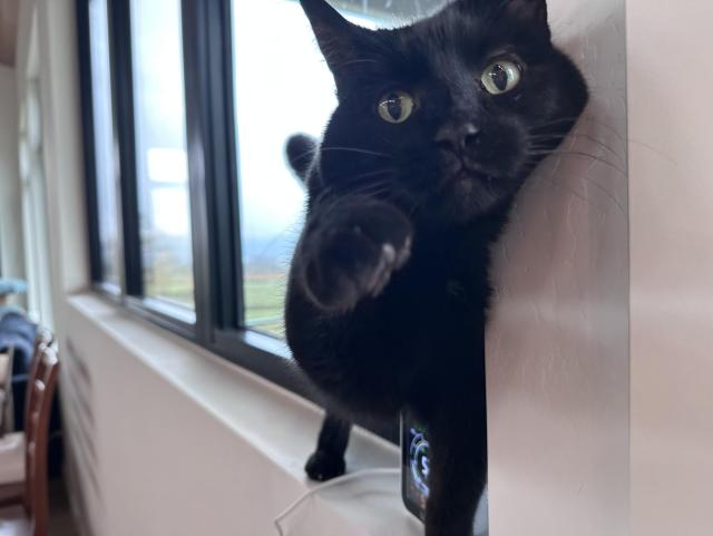 Minna, a black cat, rubbing her face at the edge of a tall windowsill and reaching one paw out toward the camera as if to say "put the phone down and help me, you idiot"