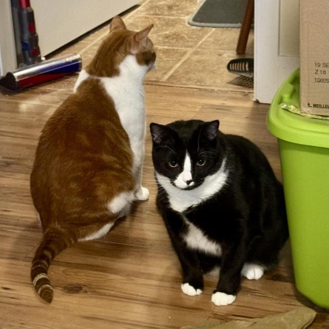 A tuxedo cat sits facing the camera. An orange and white piebald cat sits beside and slightly behind him, facing away.