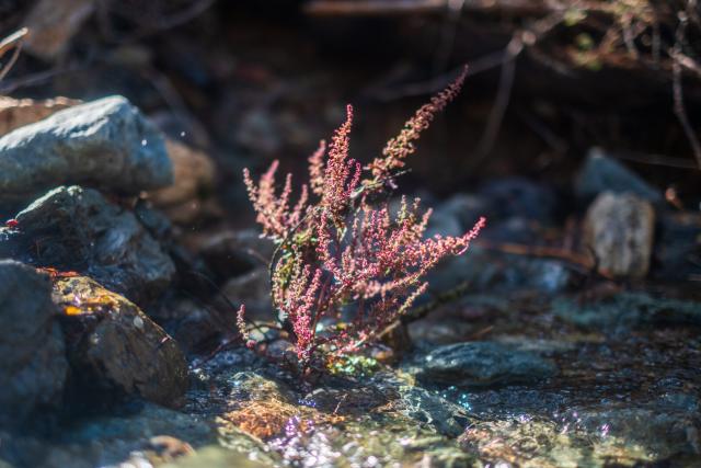 A little purple plant amidst rocks. [Fuji X-T5 / Fuji 35 1.4]