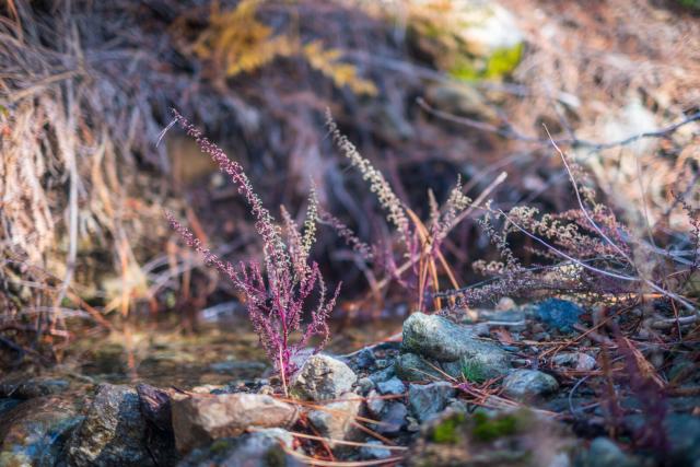 A little purple plant amidst rocks. [Fuji X-T5 / Fuji 35 1.4]