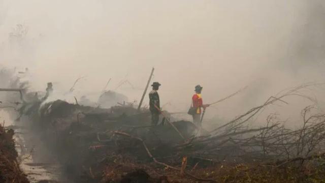 #News: Police and local people clash violently about #palmoil #landgrabbing in #Kalangala #Uganda. Resist every time you shop and 🧐🚫 #BoycottPalmOil #Boycott4Wildlife #humanrights @palmoildetect 
https://www.monitor.co.ug/uganda/news/national/rift-erupts-between-police-and-kalangala-forestry-staff-5250800?utm_source=mastodon&utm_medium=Palm+Oil+Detectives&utm_campaign=publer