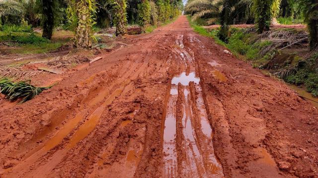 #News: Police and local people clash violently about #palmoil #landgrabbing in #Kalangala #Uganda. Resist every time you shop and 🧐🚫 #BoycottPalmOil #Boycott4Wildlife #humanrights @palmoildetect 
https://www.monitor.co.ug/uganda/news/national/rift-erupts-between-police-and-kalangala-forestry-staff-5250800?utm_source=mastodon&utm_medium=Palm+Oil+Detectives&utm_campaign=publer