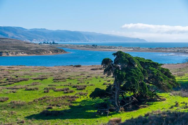 A free in the foreground, with a bay and cliffs behind. [Fuji X-T5 / Tamron 18-300]
