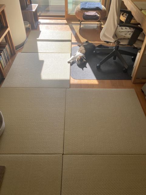 畳に伸びた日差しと、真ん中で伸びて寝る猫