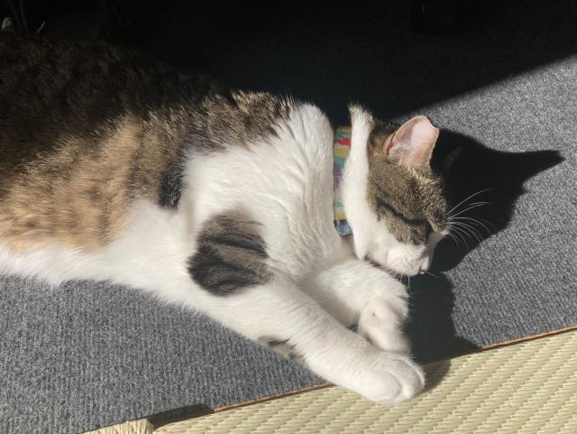 猫のさらにアップ　寝てる