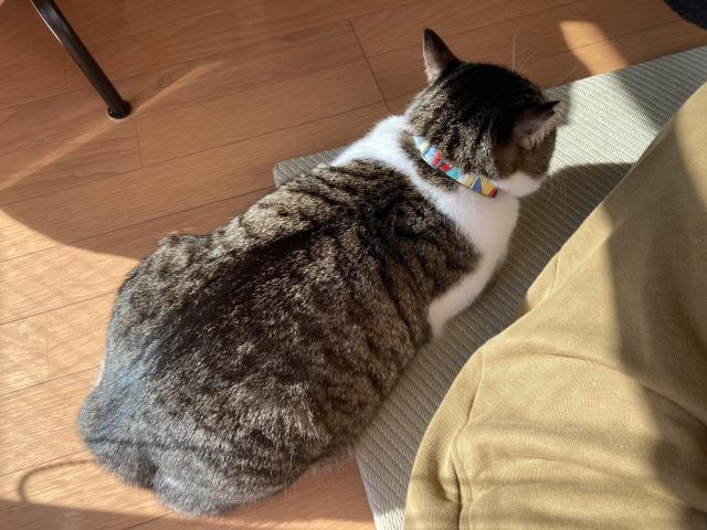 人の横で日向の窓に尻を向けて温まっている猫