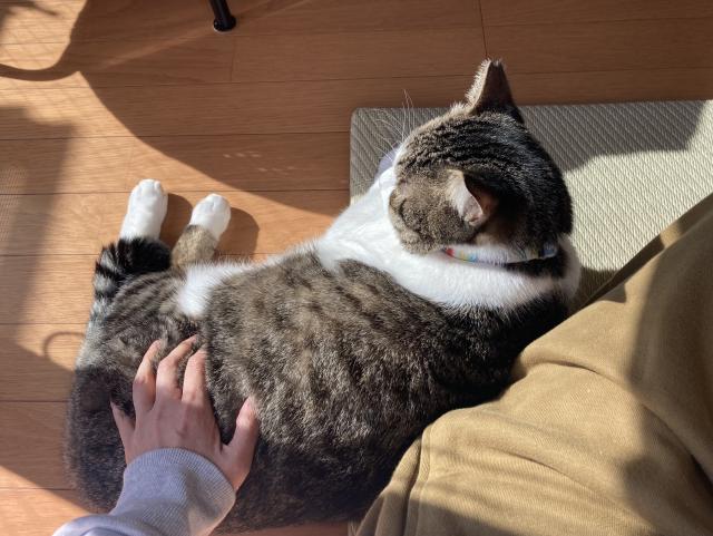 人にもたれて姿勢を崩している猫