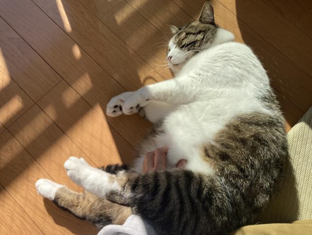 横倒しになって腹を揉まれている猫