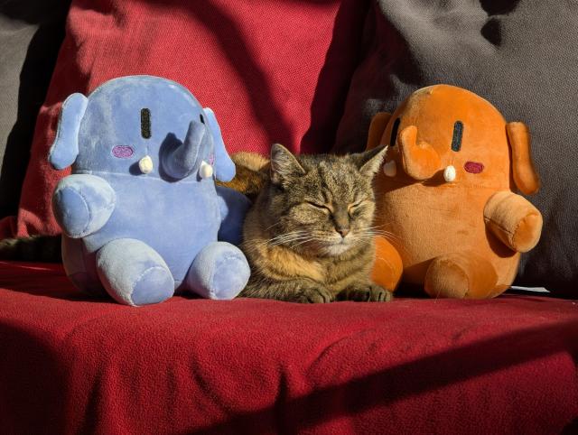 Closeup of a turquoiseshell cat with closed eyes. She lies on a sofa which is covered with a red blanket. Two Plushtodons (Mastodon Plushies) are on each of her side, a blue one on the left and an orange one on the right. It looks like they're petting her back while looking very cute. Sun is shining directly on them, giving the image a warm look with nice shadows and contrast.