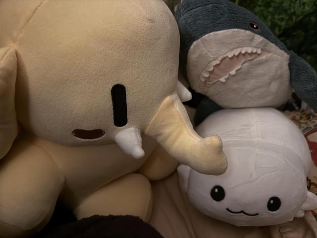 A close-up of the large Federation beige mastodon, a small IKEA blahaj, and a small Moopsy from Star Trek all nestled together. 