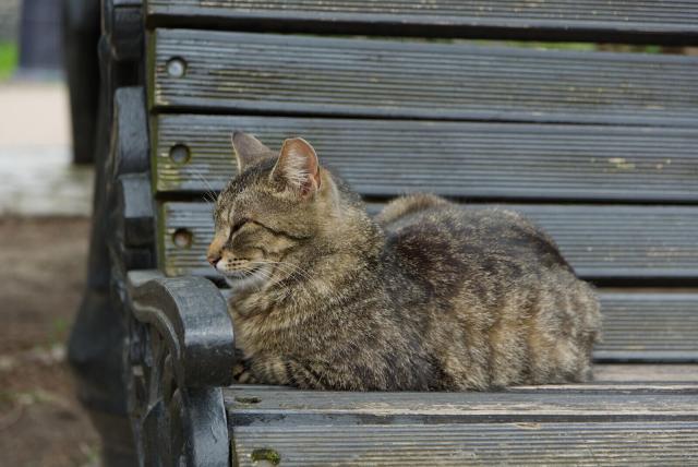 The image captures a tabby cat sitting on the armrest of an outdoor bench. The feline appears relaxed, with its eyes closed and head tilted to one side in what is known as "the relaxation pose." Its fur displays typical striped patterns common to domestic short-haired cats.

The bench itself shows signs of weathering and age, with its wood slats showing a greyish hue possibly due to prolonged exposure to elements. It's constructed in an old-fashioned style, common in public parks or gardens that aim to offer seating while maintaining historical authenticity. The overall ambiance suggests this might be located within such a setting where cats are frequent visitors.

The cat’s position on the bench indicates it feels safe and comfortable in its environment – a sign of having found a place with few disturbances away from busy streets.