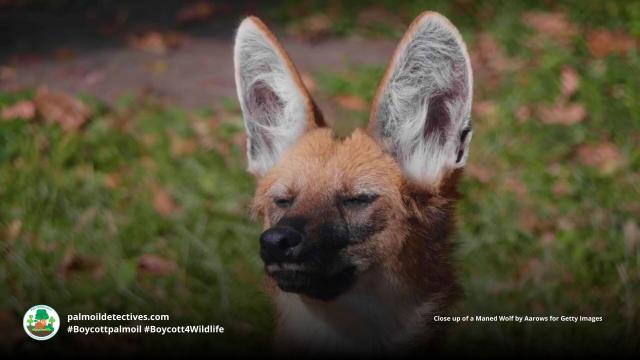 Maned Wolves are #SouthAmerica's tallest canids with long slender legs to help them navigate grasslands. Now 'Near Threatened' by #palmoil #meat and #mining #deforestation, Fight for them and #Boycottpalmoil #BoycottGold #Boycott4Wildlife @palmoildetect.bsky.social https://wp.me/pcFhgU-7Pv?utm_source=mastodon&utm_medium=Palm+Oil+Detectives&utm_campaign=publer 