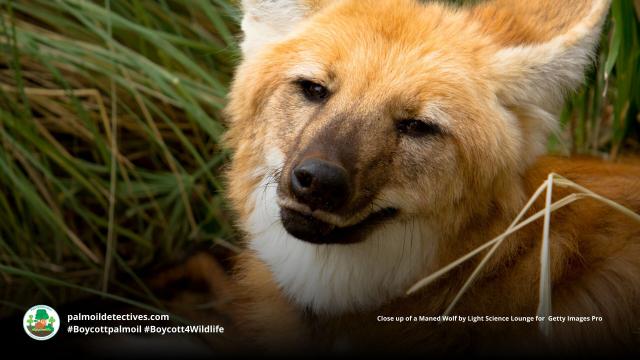 Maned Wolves are #SouthAmerica's tallest canids with long slender legs to help them navigate grasslands. Now 'Near Threatened' by #palmoil #meat and #mining #deforestation, Fight for them and #Boycottpalmoil #BoycottGold #Boycott4Wildlife @palmoildetect.bsky.social https://wp.me/pcFhgU-7Pv?utm_source=mastodon&utm_medium=Palm+Oil+Detectives&utm_campaign=publer 