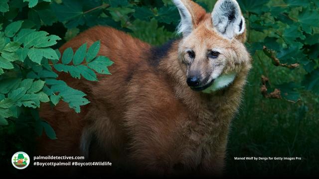 Maned Wolves are #SouthAmerica's tallest canids with long slender legs to help them navigate grasslands. Now 'Near Threatened' by #palmoil #meat and #mining #deforestation, Fight for them and #Boycottpalmoil #BoycottGold #Boycott4Wildlife @palmoildetect.bsky.social https://wp.me/pcFhgU-7Pv?utm_source=mastodon&utm_medium=Palm+Oil+Detectives&utm_campaign=publer 