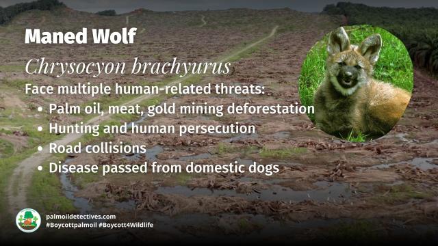 Maned Wolves are #SouthAmerica's tallest canids with long slender legs to help them navigate grasslands. Now 'Near Threatened' by #palmoil #meat and #mining #deforestation, Fight for them and #Boycottpalmoil #BoycottGold #Boycott4Wildlife @palmoildetect.bsky.social https://wp.me/pcFhgU-7Pv?utm_source=mastodon&utm_medium=Palm+Oil+Detectives&utm_campaign=publer 