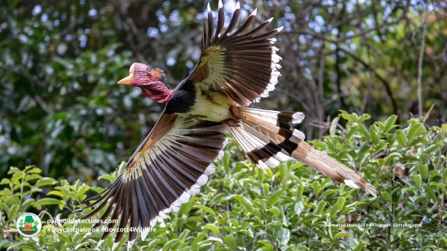Helmeted #Hornbills 🕊️🦜are critically #endangered in #Indonesia 🇮🇩 #Malaysia 🇲🇾 and #Thailand 🇹🇭 due to illegal hunting for their casques and #palmoil #deforestation. Help them survive and #Boycottpalmoil 🌴🔥🩸☠️⛔️ #Boycott4Wildlife  @palmoildetect.bsky.social  https://palmoildetectives.com/2022/11/29/helmeted-hornbill-rhinoplax-vigil/?utm_source=mastodon&utm_medium=Palm+Oil+Detectives&utm_campaign=publer  
