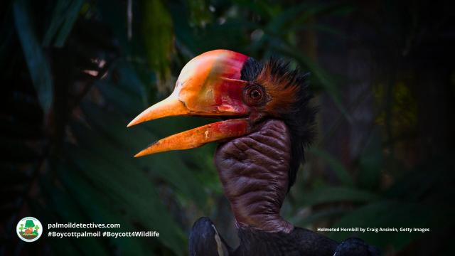 Helmeted #Hornbills 🕊️🦜are critically #endangered in #Indonesia 🇮🇩 #Malaysia 🇲🇾 and #Thailand 🇹🇭 due to illegal hunting for their casques and #palmoil #deforestation. Help them survive and #Boycottpalmoil 🌴🔥🩸☠️⛔️ #Boycott4Wildlife  @palmoildetect.bsky.social  https://palmoildetectives.com/2022/11/29/helmeted-hornbill-rhinoplax-vigil/?utm_source=mastodon&utm_medium=Palm+Oil+Detectives&utm_campaign=publer  