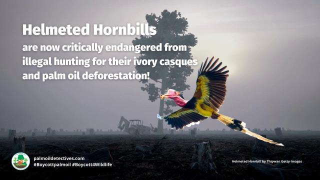 Helmeted #Hornbills 🕊️🦜are critically #endangered in #Indonesia 🇮🇩 #Malaysia 🇲🇾 and #Thailand 🇹🇭 due to illegal hunting for their casques and #palmoil #deforestation. Help them survive and #Boycottpalmoil 🌴🔥🩸☠️⛔️ #Boycott4Wildlife  @palmoildetect.bsky.social  https://palmoildetectives.com/2022/11/29/helmeted-hornbill-rhinoplax-vigil/?utm_source=mastodon&utm_medium=Palm+Oil+Detectives&utm_campaign=publer  