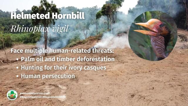 Helmeted #Hornbills 🕊️🦜are critically #endangered in #Indonesia 🇮🇩 #Malaysia 🇲🇾 and #Thailand 🇹🇭 due to illegal hunting for their casques and #palmoil #deforestation. Help them survive and #Boycottpalmoil 🌴🔥🩸☠️⛔️ #Boycott4Wildlife  @palmoildetect.bsky.social  https://palmoildetectives.com/2022/11/29/helmeted-hornbill-rhinoplax-vigil/?utm_source=mastodon&utm_medium=Palm+Oil+Detectives&utm_campaign=publer  