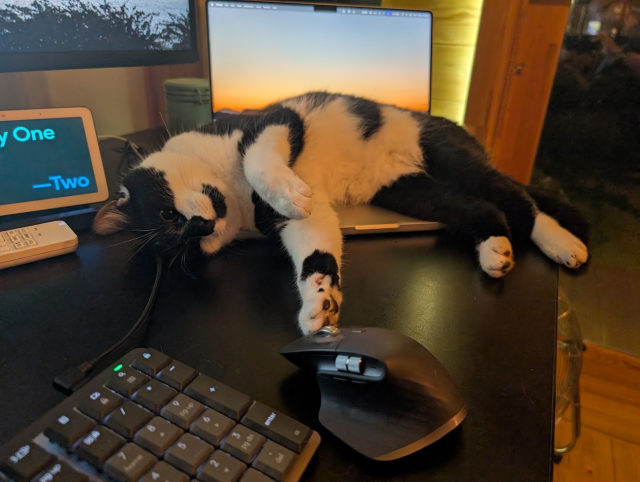 A beautiful black and white cat laid on his side on top of my MacBook keyboard, front leg stretching out to touch a computer mouse which he's gazing at.
I love this boy.
