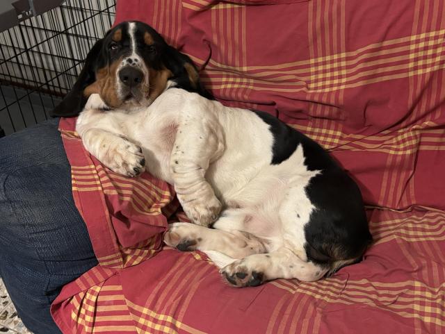 A Basset Hound is lounging on a blue couch, partially covered by a red and gold plaid blanket. The dog is resting comfortably, with its body curled and a relaxed expression. A wire crate is visible in the background.