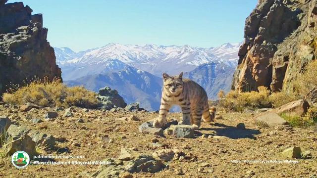 #Endangered Andean 🇵🇪 Mountain #Cats 🐱🐈 are elusive #wildcats of #SouthAmerica. They are unique as they can purr continuously 🎶 They face #extinction from #deforestation. Help them to survive, be #vegan #Boycottpalmoil #Boycott4Wildlife @palmoildetect https://wp.me/pcFhgU-7iL?utm_source=mastodon&utm_medium=Palm+Oil+Detectives&utm_campaign=publer

