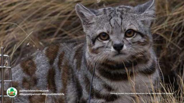 #Endangered Andean 🇵🇪 Mountain #Cats 🐱🐈 are elusive #wildcats of #SouthAmerica. They are unique as they can purr continuously 🎶 They face #extinction from #deforestation. Help them to survive, be #vegan #Boycottpalmoil #Boycott4Wildlife @palmoildetect https://wp.me/pcFhgU-7iL?utm_source=mastodon&utm_medium=Palm+Oil+Detectives&utm_campaign=publer

