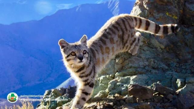 #Endangered Andean 🇵🇪 Mountain #Cats 🐱🐈 are elusive #wildcats of #SouthAmerica. They are unique as they can purr continuously 🎶 They face #extinction from #deforestation. Help them to survive, be #vegan #Boycottpalmoil #Boycott4Wildlife @palmoildetect https://wp.me/pcFhgU-7iL?utm_source=mastodon&utm_medium=Palm+Oil+Detectives&utm_campaign=publer

