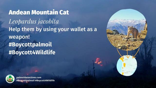 #Endangered Andean 🇵🇪 Mountain #Cats 🐱🐈 are elusive #wildcats of #SouthAmerica. They are unique as they can purr continuously 🎶 They face #extinction from #deforestation. Help them to survive, be #vegan #Boycottpalmoil #Boycott4Wildlife @palmoildetect https://wp.me/pcFhgU-7iL?utm_source=mastodon&utm_medium=Palm+Oil+Detectives&utm_campaign=publer

