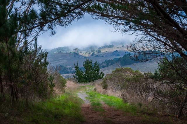 A small dirt road winds through trees, framing a sole tree, with misty hills behind. [Fuji X-T5 / Tamron 18-300]