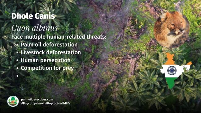 Ancient wild #dogs: 🐶🐺 #Dholes/Red #Wolves have survived millions of years. Yet #palmoil and #beef #deforestation in #India is now a real threat. Help them when you shop, be #vegan 🥕🥦☮️🫶 #Boycottpalmoil 🌴🩸🚫#Boycott4Wildlife @palmoildetect.bsky.social https://palmoildetectives.com/2023/04/16/dhole-canis-cuon-alpinus/?utm_source=mastodon&utm_medium=Palm+Oil+Detectives&utm_campaign=publer 