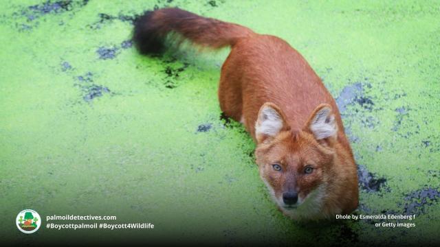 Ancient wild #dogs: 🐶🐺 #Dholes/Red #Wolves have survived millions of years. Yet #palmoil and #beef #deforestation in #India is now a real threat. Help them when you shop, be #vegan 🥕🥦☮️🫶 #Boycottpalmoil 🌴🩸🚫#Boycott4Wildlife @palmoildetect.bsky.social https://palmoildetectives.com/2023/04/16/dhole-canis-cuon-alpinus/?utm_source=mastodon&utm_medium=Palm+Oil+Detectives&utm_campaign=publer 