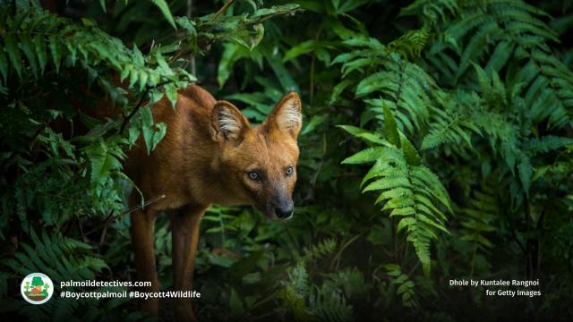 Ancient wild #dogs: 🐶🐺 #Dholes/Red #Wolves have survived millions of years. Yet #palmoil and #beef #deforestation in #India is now a real threat. Help them when you shop, be #vegan 🥕🥦☮️🫶 #Boycottpalmoil 🌴🩸🚫#Boycott4Wildlife @palmoildetect.bsky.social https://palmoildetectives.com/2023/04/16/dhole-canis-cuon-alpinus/?utm_source=mastodon&utm_medium=Palm+Oil+Detectives&utm_campaign=publer 