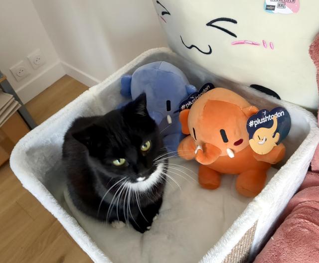 A black cat is surrounded by the 2 new plushes from Mastodon's merch : an "Activity peach" and an "Interoperability blue" baby elephant. There's also a big "bubble tea" plush behind them.